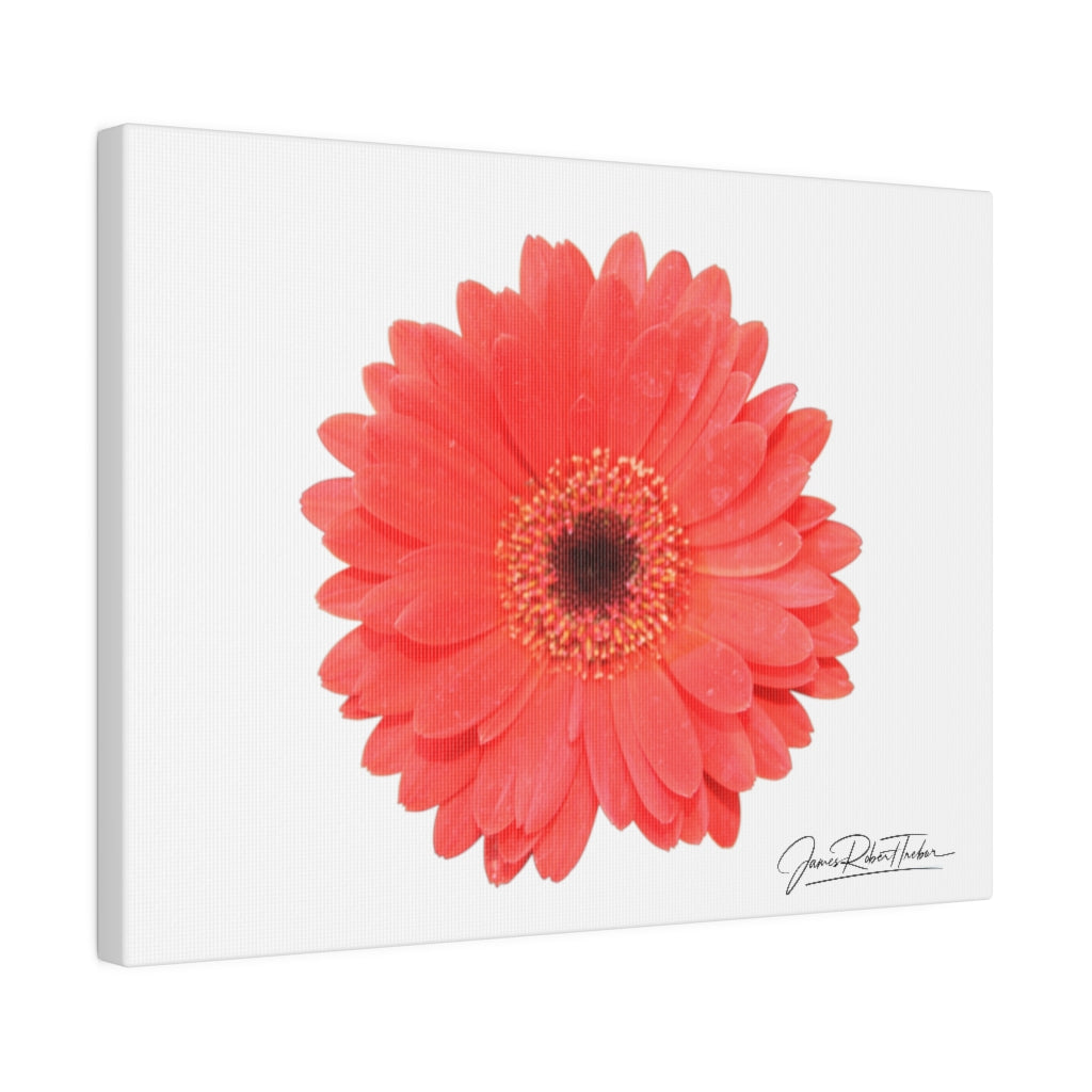 "Coral Gerber" Matte Canvas, Stretched