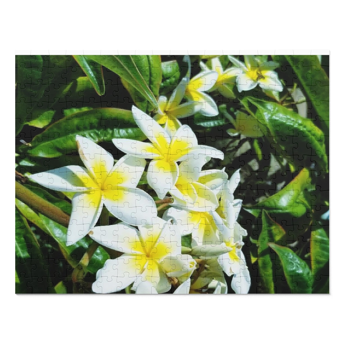 Island Style Plumeria Jigsaw Puzzle (252, 500-Piece)