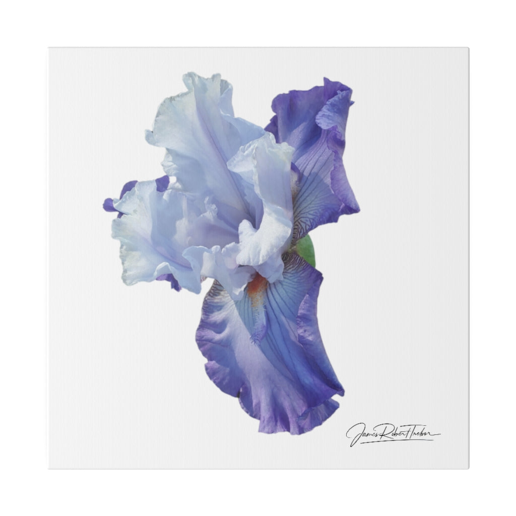 "Lavender Iris" Matte Canvas, Stretched