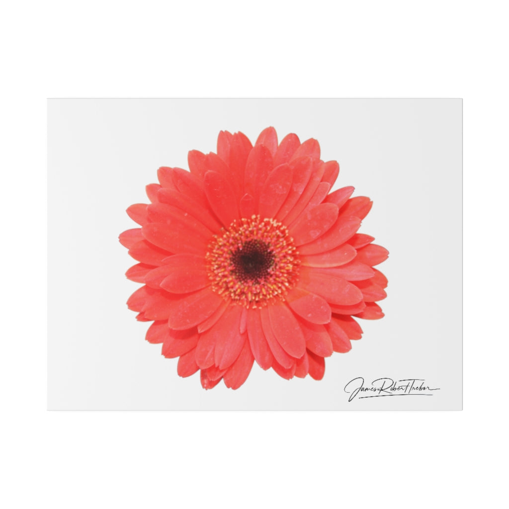 "Coral Gerber" Matte Canvas, Stretched