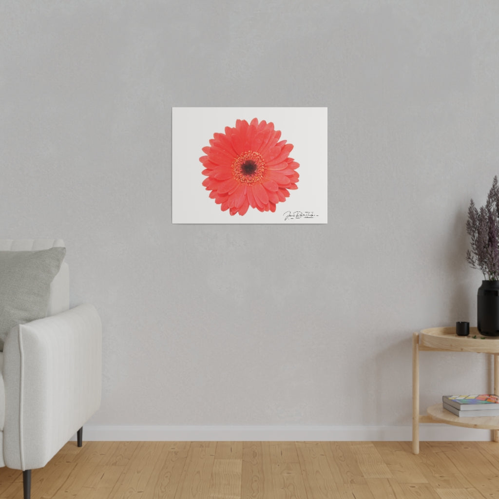 "Coral Gerber" Matte Canvas, Stretched