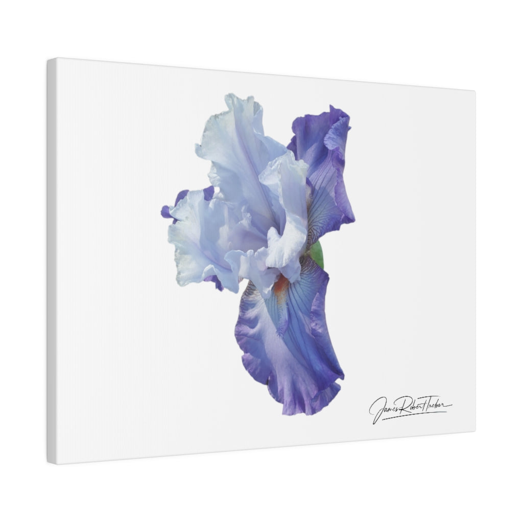 "Lavender Iris" Matte Canvas, Stretched