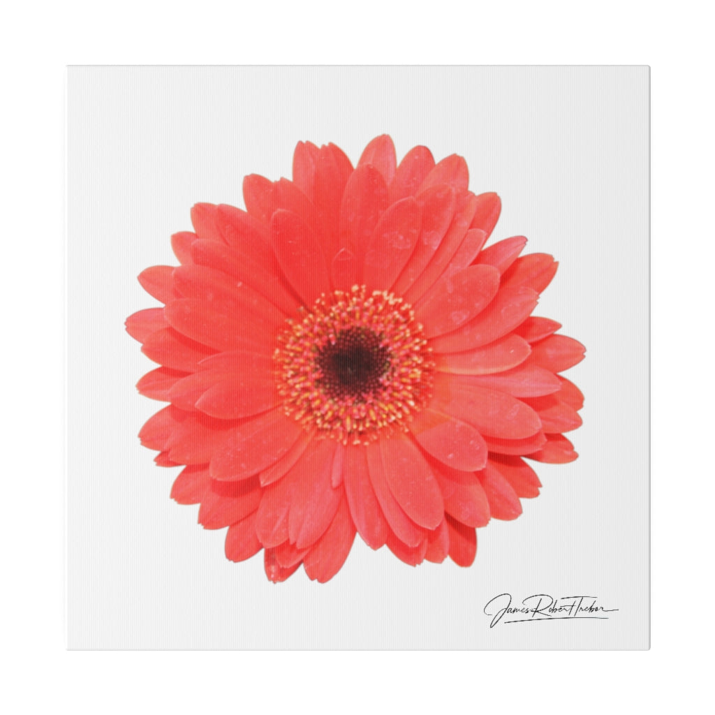 "Coral Gerber" Matte Canvas, Stretched