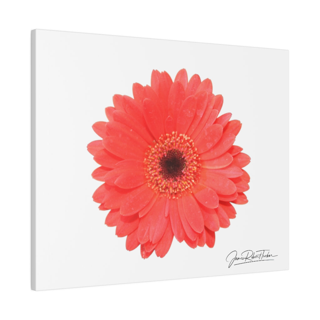 "Coral Gerber" Matte Canvas, Stretched