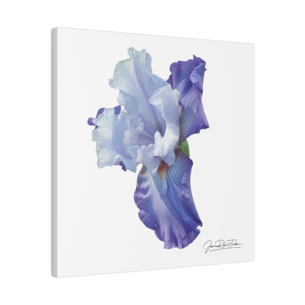 "Lavender Iris" Matte Canvas, Stretched