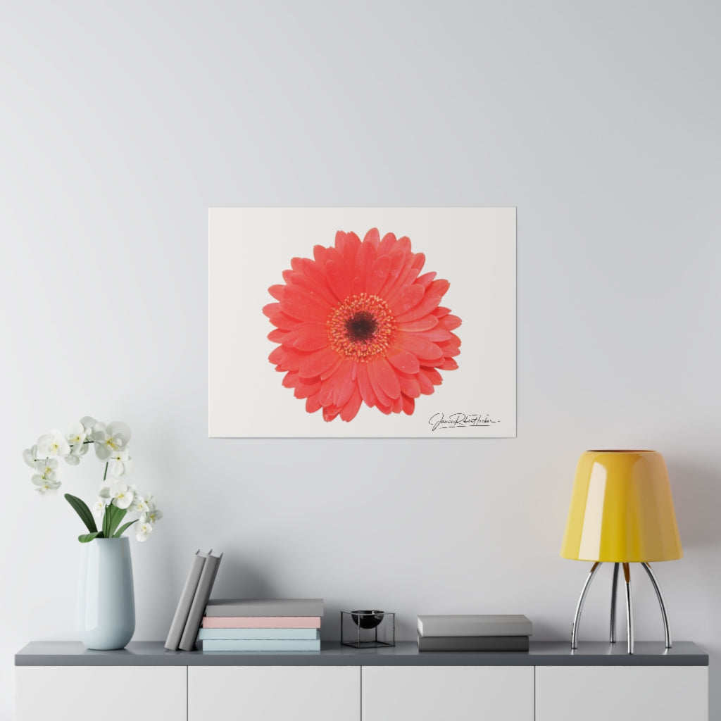 "Coral Gerber" Matte Canvas, Stretched