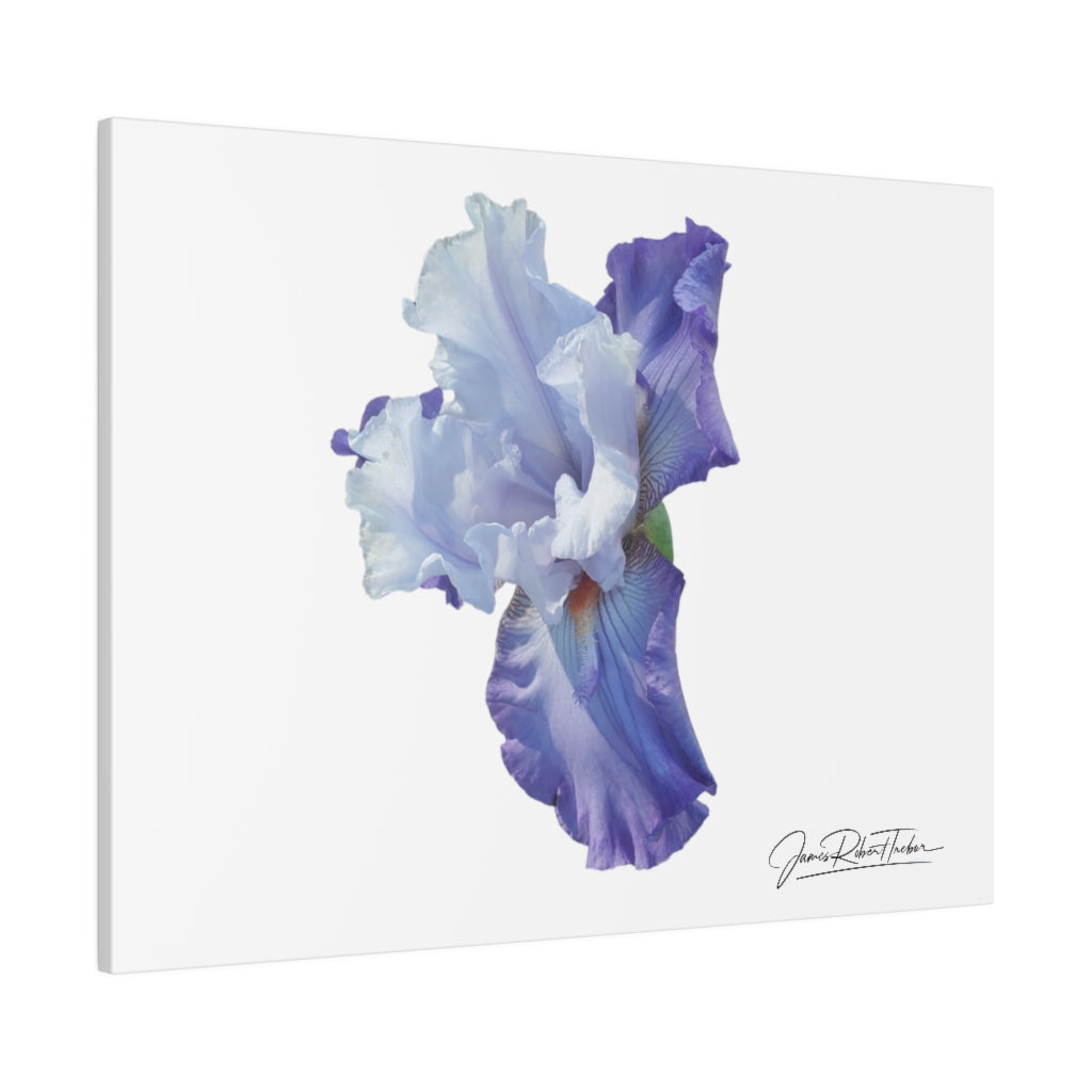 "Lavender Iris" Matte Canvas, Stretched