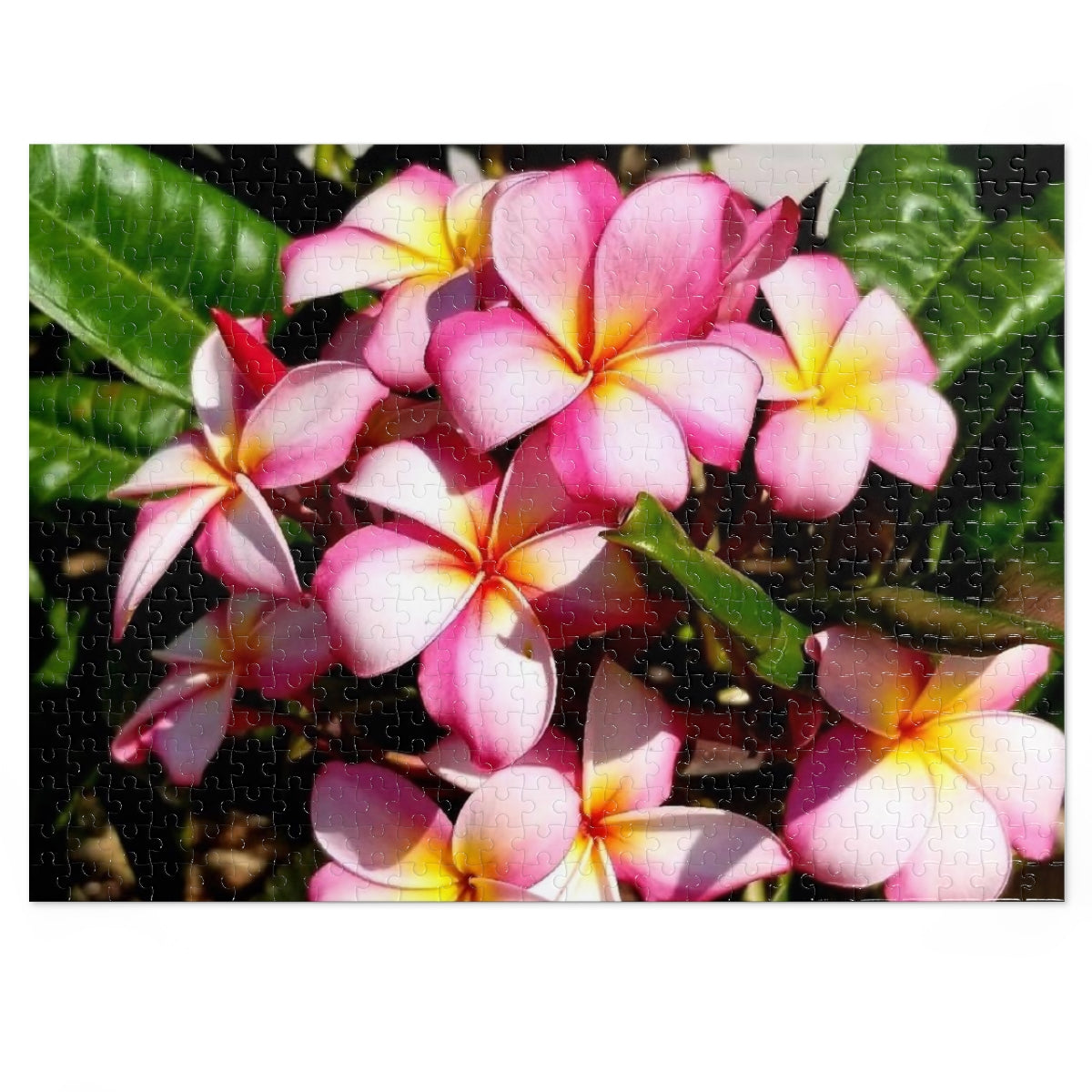 Island Style Striped Plumeria Jigsaw Puzzle (252, 500-Piece)