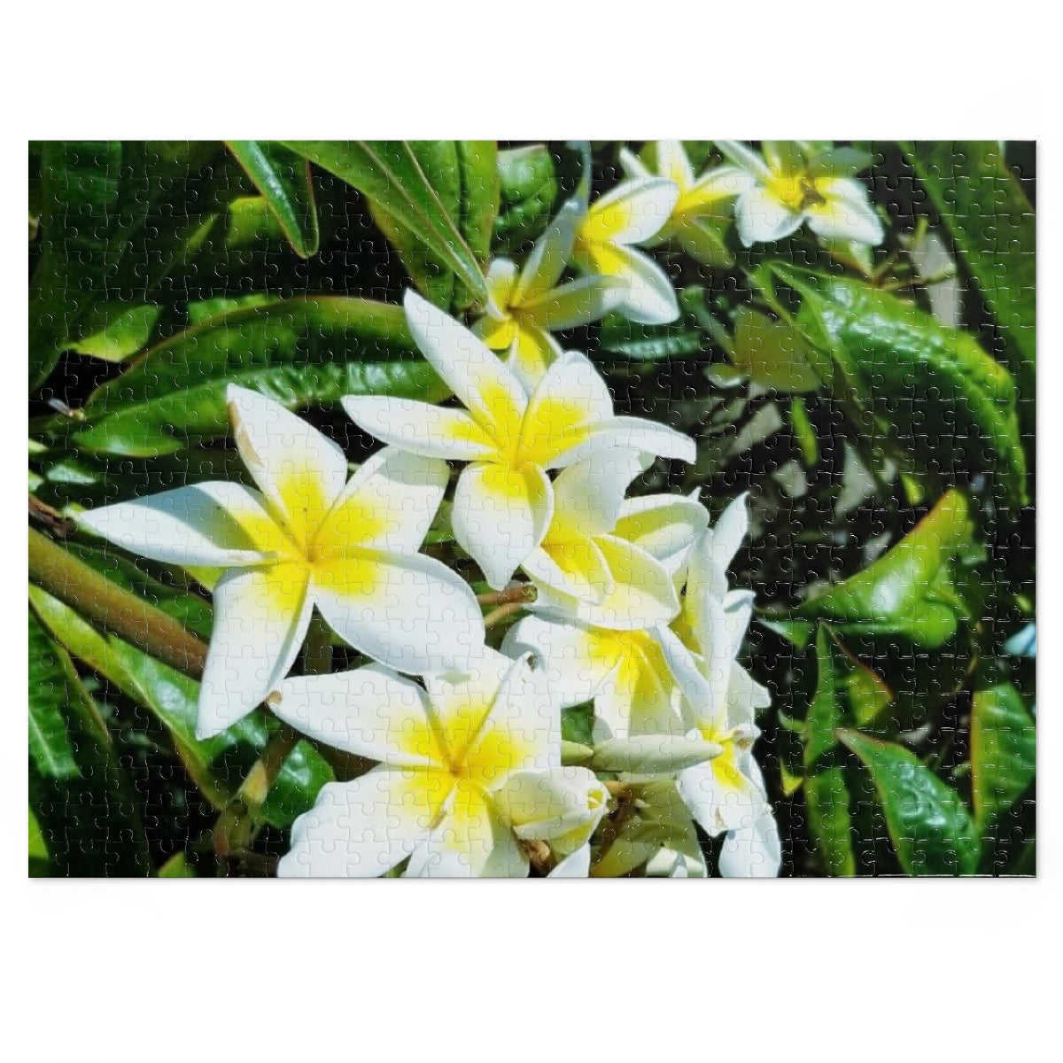 Island Style Plumeria Jigsaw Puzzle (252, 500-Piece)