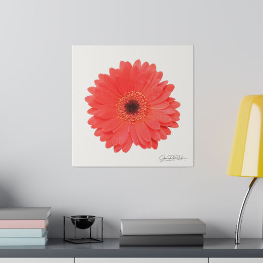 "Coral Gerber" Matte Canvas, Stretched