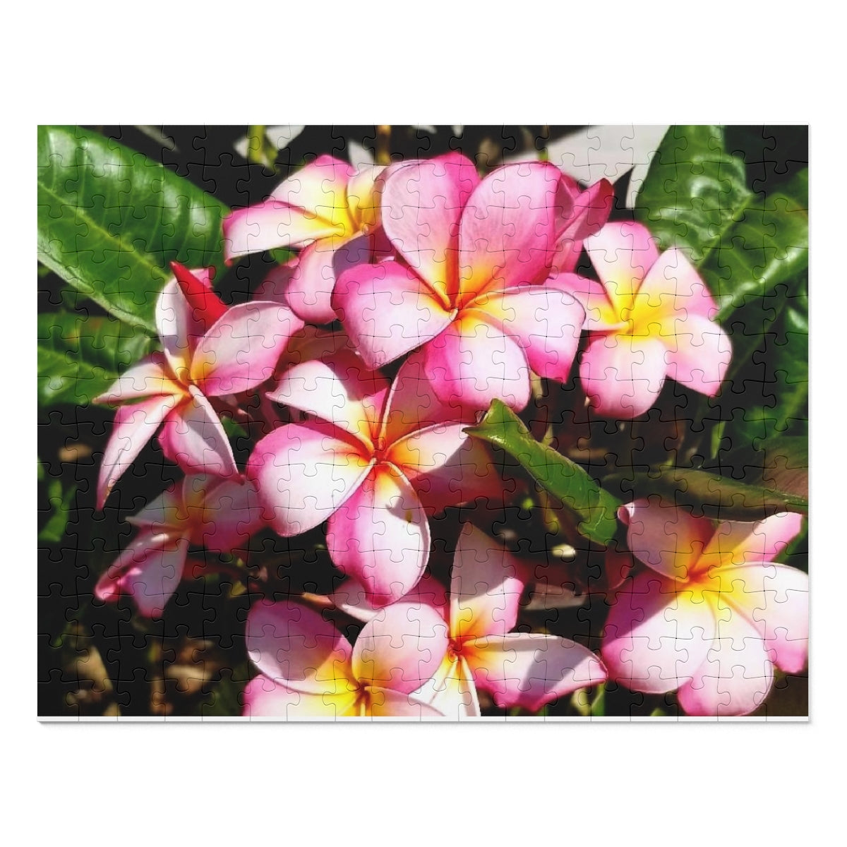 Island Style Striped Plumeria Jigsaw Puzzle (252, 500-Piece)