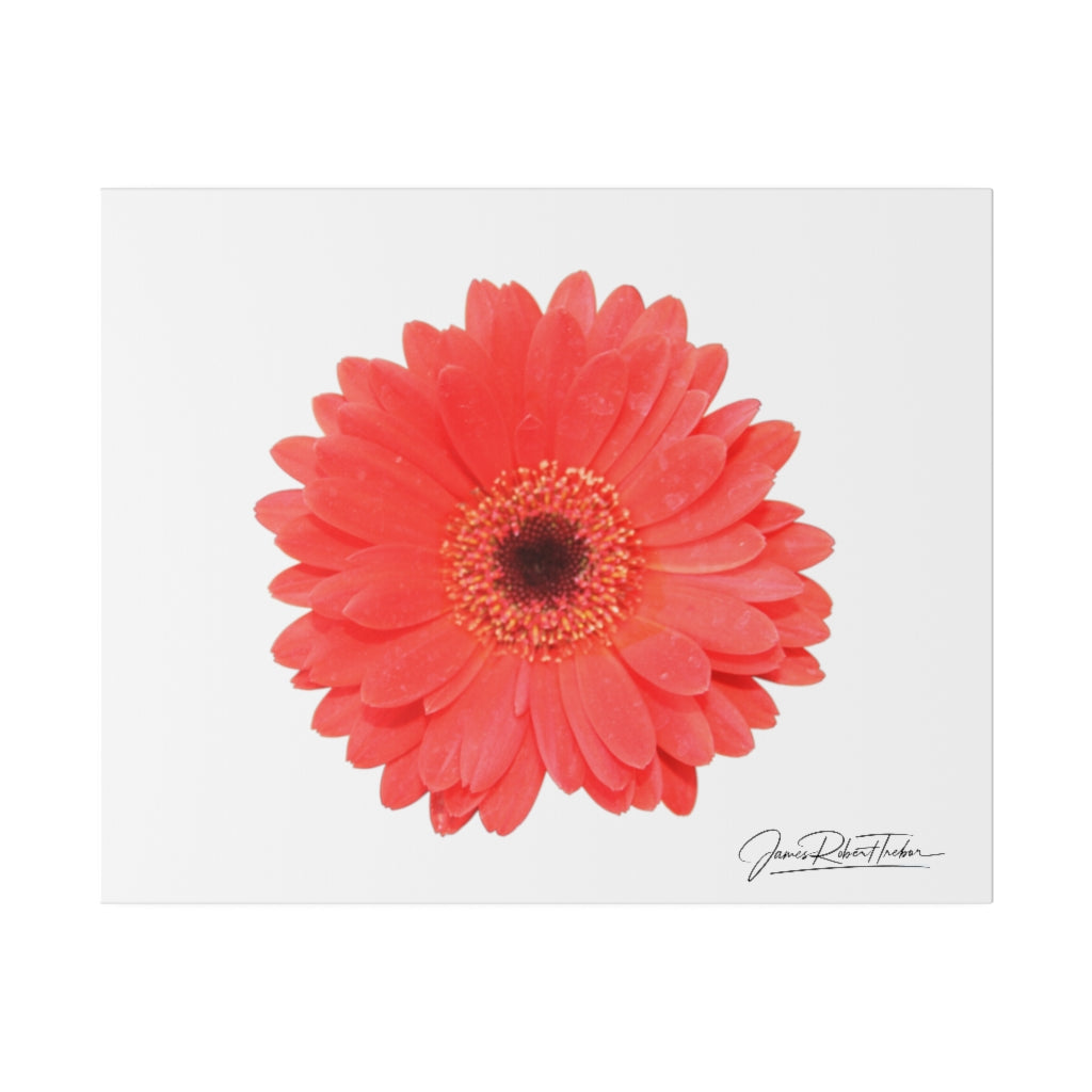 "Coral Gerber" Matte Canvas, Stretched