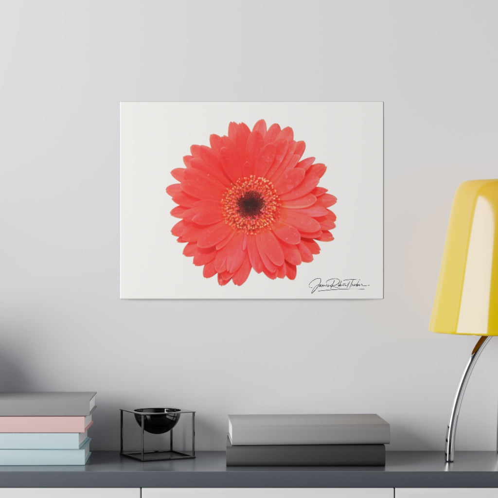 "Coral Gerber" Matte Canvas, Stretched