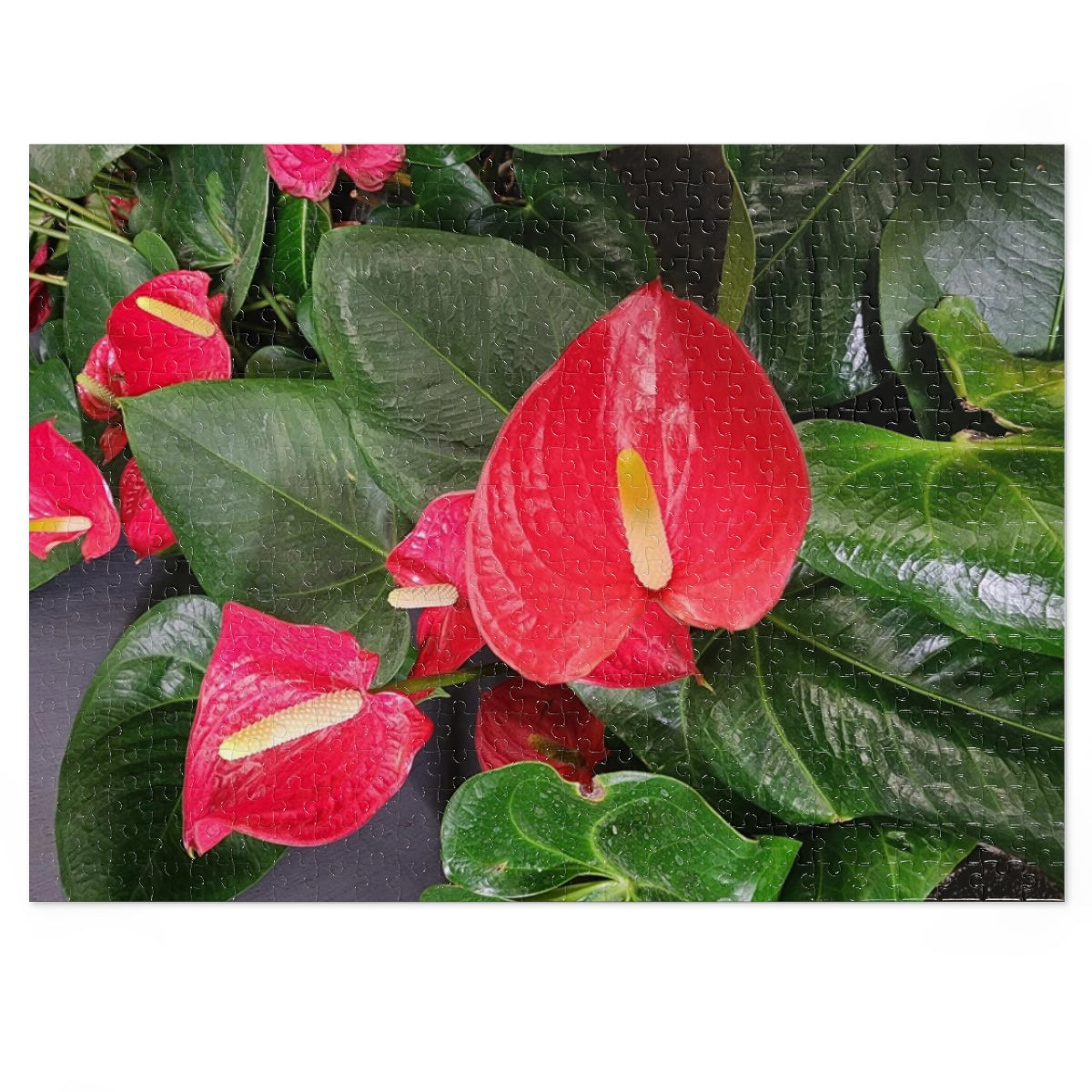 Island Style Anthurium Jigsaw Puzzle (252, 500-Piece)