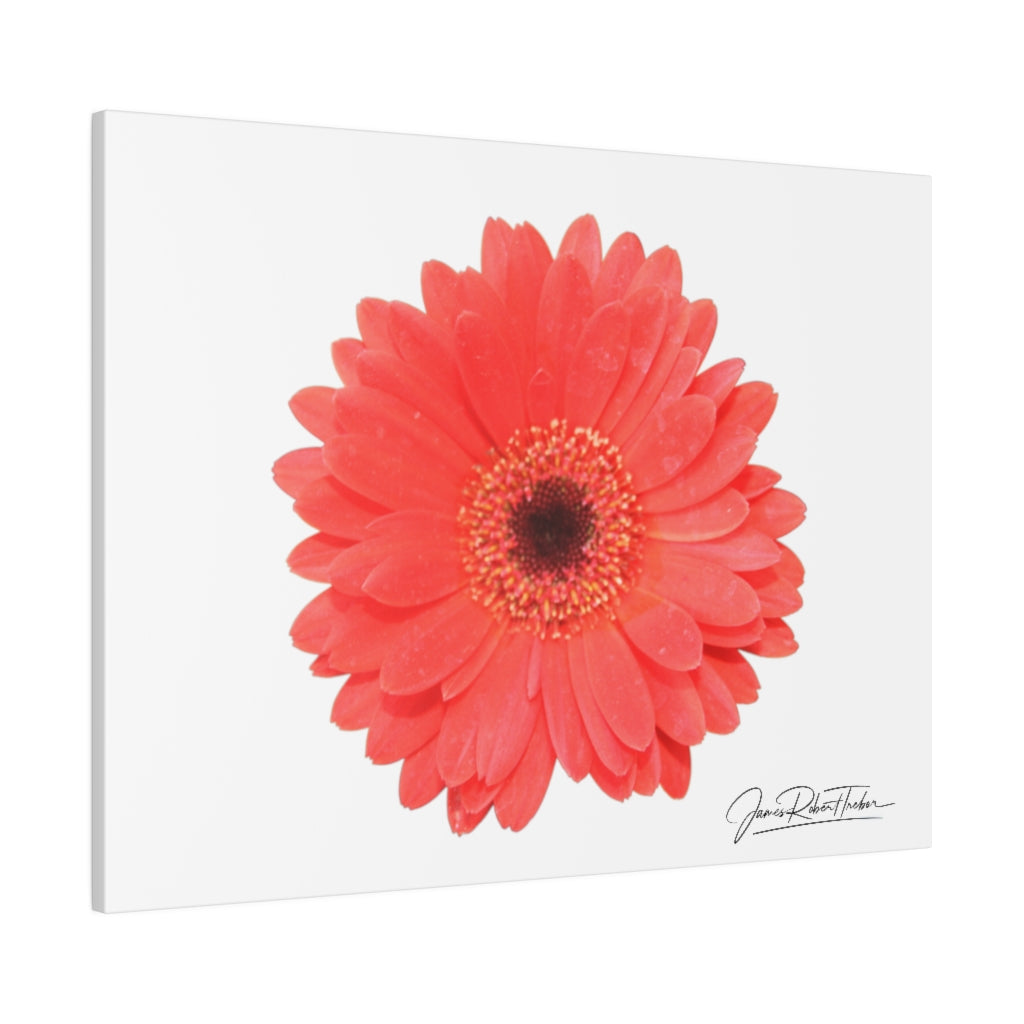 "Coral Gerber" Matte Canvas, Stretched