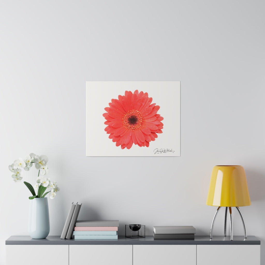 "Coral Gerber" Matte Canvas, Stretched