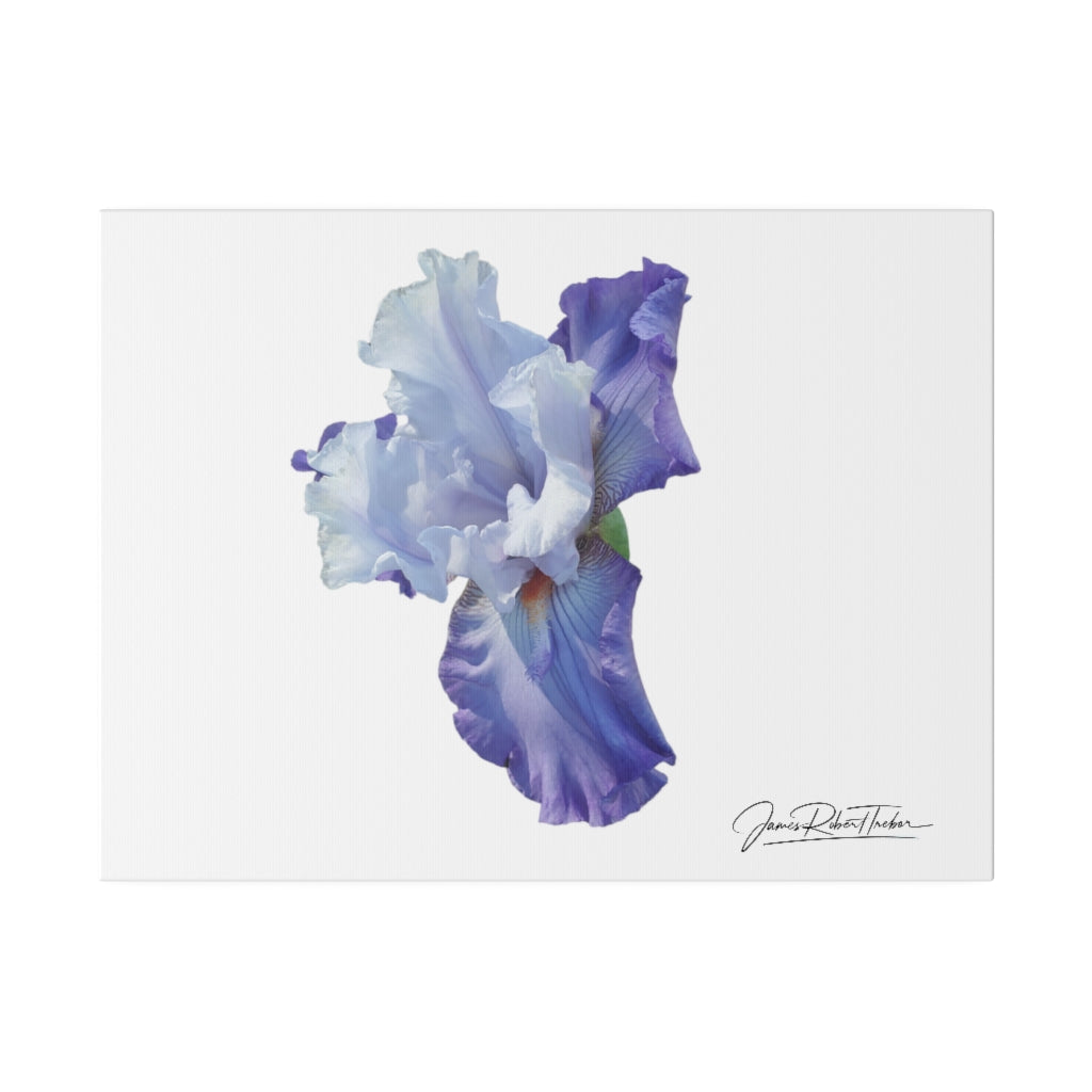 "Lavender Iris" Matte Canvas, Stretched