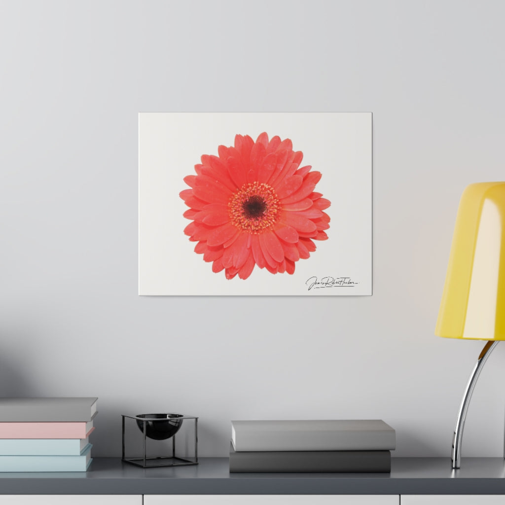 "Coral Gerber" Matte Canvas, Stretched