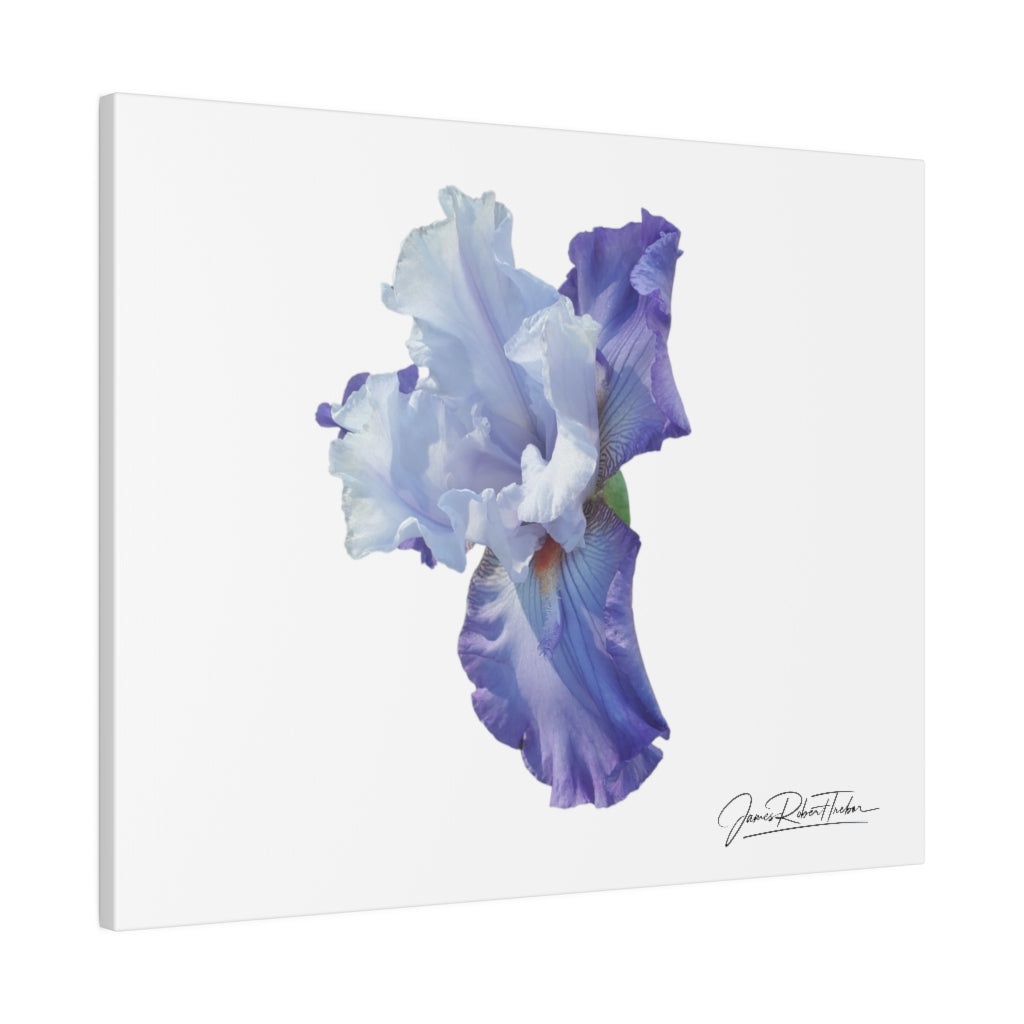 "Lavender Iris" Matte Canvas, Stretched