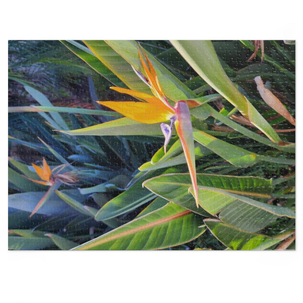 Island Style Bird of Paradise Jigsaw Puzzle (252, 500-Piece)